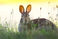 rabbit