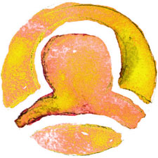 zglyph07 libra