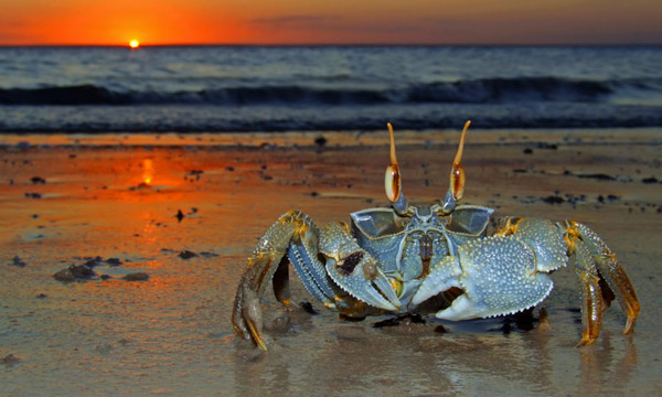 Crab with sunset