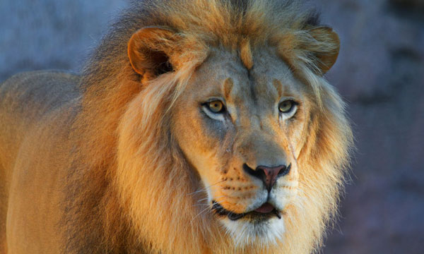 Lion