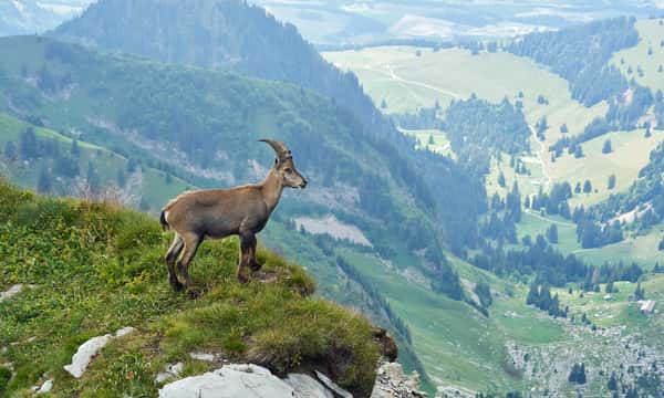 Goat overlooking valley