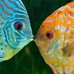 Two fishes